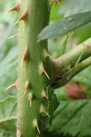 Rubus schleicheri \ Schleichers Brombeere / Schleicher's Bramble, D Hofgeismar 28.7.2019