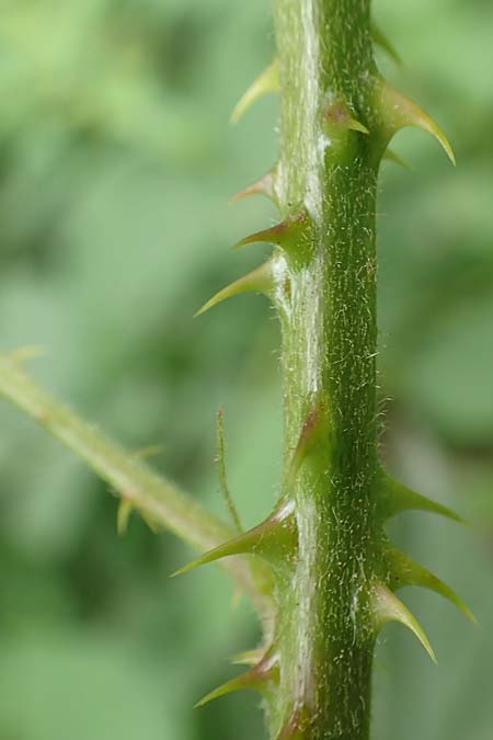 Rubus schleicheri \ Schleichers Brombeere, D Hofgeismar 28.7.2019