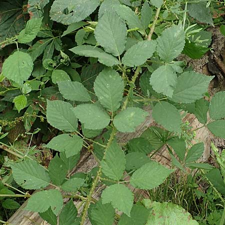 Rubus schleicheri \ Schleichers Brombeere / Schleicher's Bramble, D Hofgeismar 28.7.2019