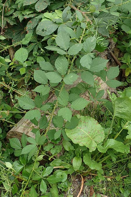 Rubus schleicheri \ Schleichers Brombeere, D Hofgeismar 28.7.2019