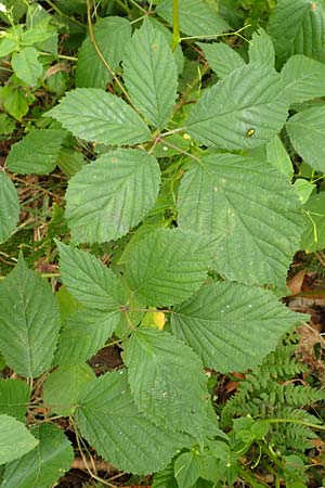 Rubus schlechtendalii \ Schlechtendals Brombeere / Schlechtendal's Bramble, D Adelebsen-Eberhausen 28.7.2019