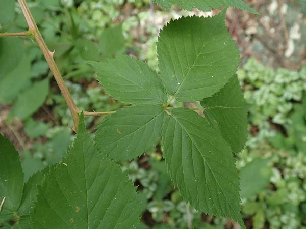 Rubus sciocharis \ Schattenliebende Brombeere, D Neuhof-Giesel 30.7.2019