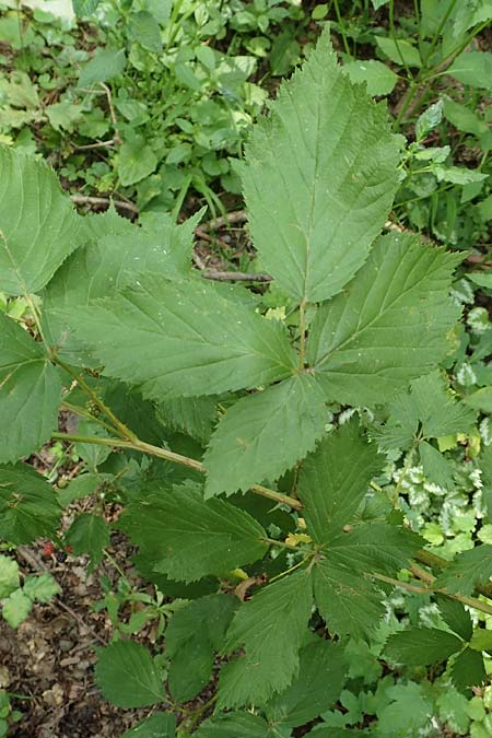 Rubus sciocharis \ Schattenliebende Brombeere, D Neuhof-Giesel 30.7.2019