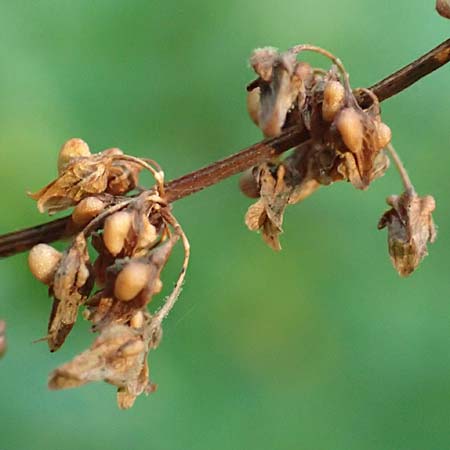 Rumex obtusifolius subsp. silvestris \ stlicher Stumpfblatt-Ampfer / Eastern Broad-Leaved Dock, D Walldürn 30.7.2019