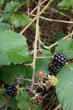 Rubus subcordatus \ Herzhnliche Brombeere / Heart-Leaved Bramble, D Rheinstetten-Silberstreifen 14.8.2019