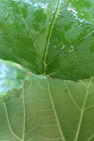 Rubus subcordatus \ Herzhnliche Brombeere, D Rheinstetten-Silberstreifen 14.8.2019