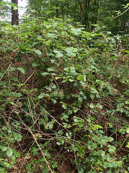 Rubus subcordatus \ Herzhnliche Brombeere, D Rheinstetten-Silberstreifen 14.8.2019