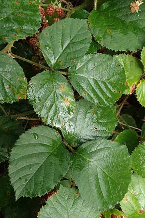 Rubus subcordatus \ Herzähnliche Brombeere / Heart-Leaved Bramble, D Rheinstetten-Silberstreifen 14.8.2019