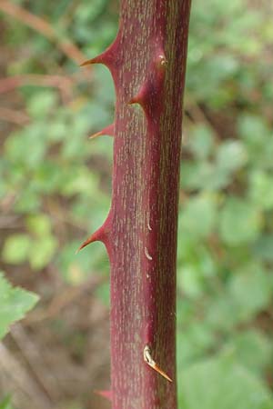 Rubus canaliculatus \ Rinnige Brombeere / Grooved Bramble, D Rheinstetten-Silberstreifen 14.8.2019