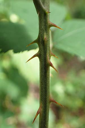 Rubus subcordatus \ Herzhnliche Brombeere, D Karlsruhe 14.8.2019