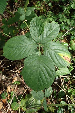 Rubus subcordatus / Heart-Leaved Bramble, D Karlsruhe 14.8.2019