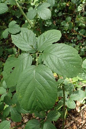 Rubus subcordatus \ Herzhnliche Brombeere / Heart-Leaved Bramble, D Karlsruhe 14.8.2019