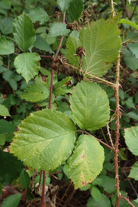 Rubus senticosus \ Dornige Brombeere / Prickly Bramble, D Rheinstetten-Silberstreifen 18.8.2019