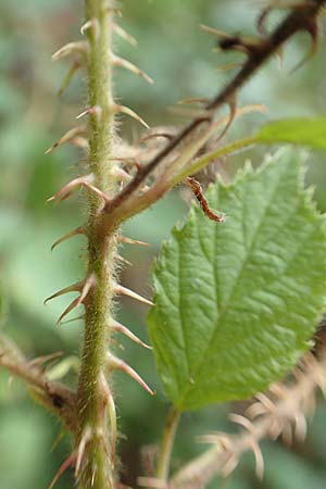 Rubus senticosus \ Dornige Brombeere, D Rheinstetten-Silberstreifen 18.8.2019