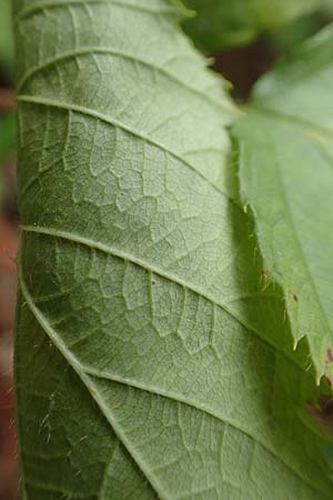 Rubus senticosus \ Dornige Brombeere / Prickly Bramble, D Rheinstetten-Silberstreifen 18.8.2019