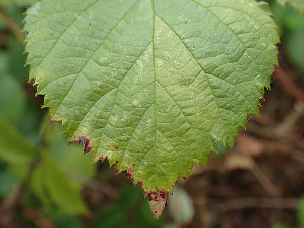 Rubus senticosus \ Dornige Brombeere / Prickly Bramble, D Rheinstetten-Silberstreifen 18.8.2019