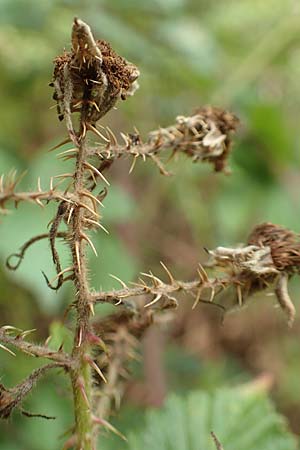 Rubus senticosus \ Dornige Brombeere / Prickly Bramble, D Rheinstetten-Silberstreifen 18.8.2019