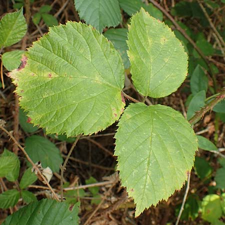 Rubus senticosus \ Dornige Brombeere / Prickly Bramble, D Rheinstetten-Silberstreifen 18.8.2019