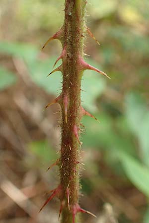 Rubus senticosus \ Dornige Brombeere / Prickly Bramble, D Rheinstetten-Silberstreifen 18.8.2019
