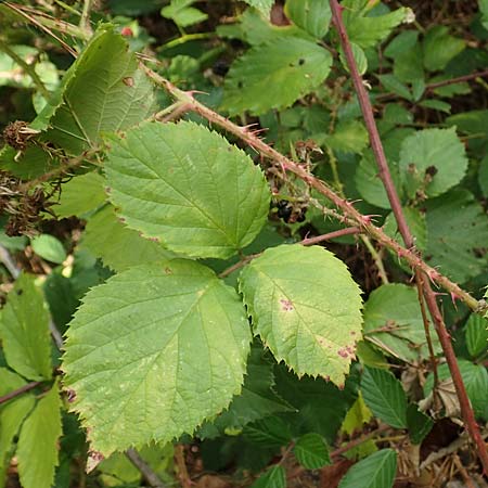 Rubus senticosus \ Dornige Brombeere, D Rheinstetten-Silberstreifen 18.8.2019