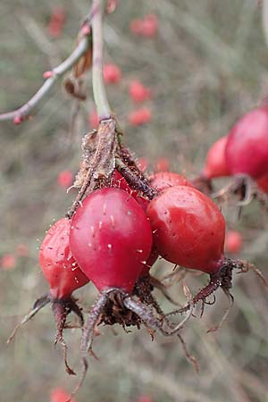 Rosa rubiginosa \ Wein-Rose / Sweet Briar, D Mannheim 27.10.2019