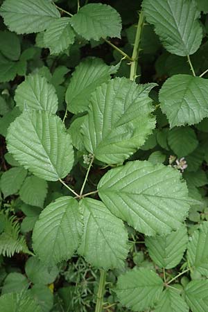 Rubus sulcatus \ Gefurchte Brombeere, D Salmünster 20.6.2020