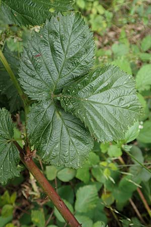 Rubus specA ? \ Haselblatt-Brombeere, D Salmünster 20.6.2020