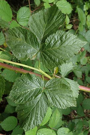 Rubus specA ? \ Haselblatt-Brombeere, D Salmünster 20.6.2020