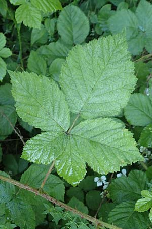 Rubus scabrosus \ Weser-Haselblatt-Brombeere, Kratzige Haselblatt-Brombeere / Weser Bramble, D Spessart, Obersinn 21.6.2020