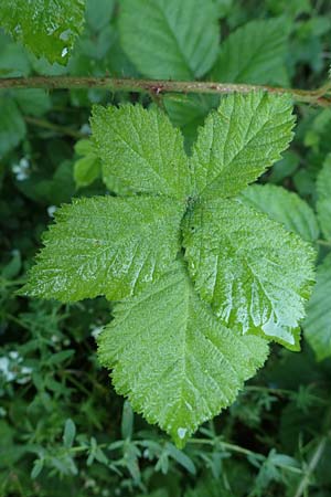 Rubus scabrosus \ Weser-Haselblatt-Brombeere, Kratzige Haselblatt-Brombeere, D Spessart, Obersinn 21.6.2020