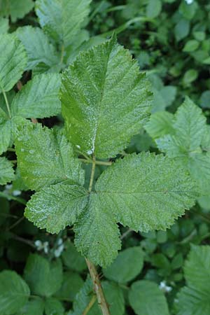 Rubus scabrosus \ Weser-Haselblatt-Brombeere, Kratzige Haselblatt-Brombeere / Weser Bramble, D Spessart, Obersinn 21.6.2020