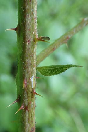 Rubus scabrosus \ Weser-Haselblatt-Brombeere, Kratzige Haselblatt-Brombeere, D Spessart, Obersinn 21.6.2020