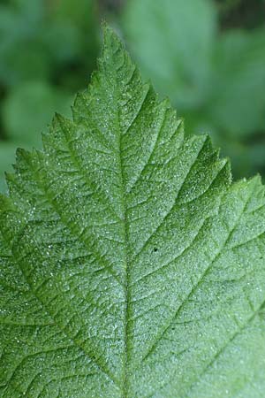 Rubus scabrosus \ Weser-Haselblatt-Brombeere, Kratzige Haselblatt-Brombeere, D Spessart, Obersinn 21.6.2020