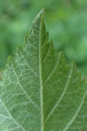 Rubus scabrosus \ Weser-Haselblatt-Brombeere, Kratzige Haselblatt-Brombeere, D Spessart, Obersinn 21.6.2020