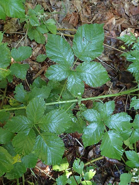 Rubus scabrosus \ Weser-Haselblatt-Brombeere, Kratzige Haselblatt-Brombeere / Weser Bramble, D Spessart, Obersinn 21.6.2020