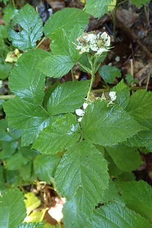 Rubus scabrosus \ Weser-Haselblatt-Brombeere, Kratzige Haselblatt-Brombeere, D Spessart, Obersinn 21.6.2020