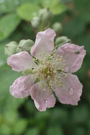 Rubus sulcatus \ Gefurchte Brombeere, D Bischoffen-Niederweidbach 22.6.2020