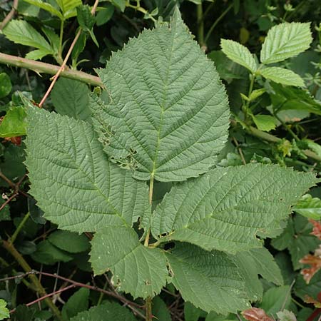 Rubus schnedleri \ Schnedlers Brombeere, D Siegbach-Übernthal 22.6.2020