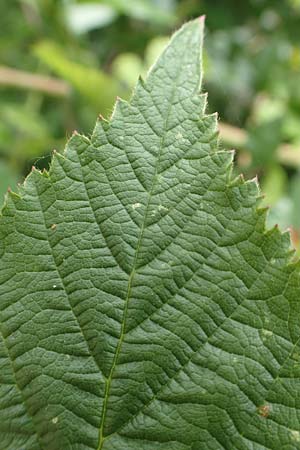 Rubus schnedleri \ Schnedlers Brombeere / Schnedler's Bramble, D Siegbach-Übernthal 22.6.2020