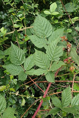 Rubus schnedleri \ Schnedlers Brombeere, D Siegbach-Übernthal 22.6.2020