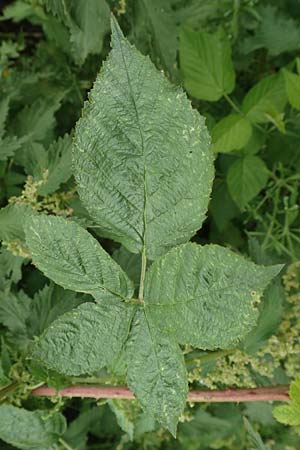 Rubus schnedleri / Schnedler's Bramble, D Siegbach-Übernthal 22.6.2020