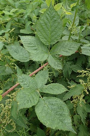 Rubus schnedleri \ Schnedlers Brombeere, D Siegbach-Übernthal 22.6.2020