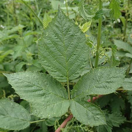 Rubus schnedleri \ Schnedlers Brombeere / Schnedler's Bramble, D Siegbach-Übernthal 22.6.2020