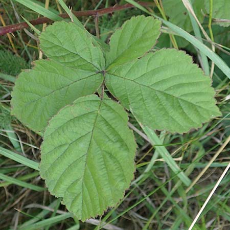 Rubus servaticus ? \ Dickicht-Haselblatt-Brombeere, D Delbrück 29.7.2020