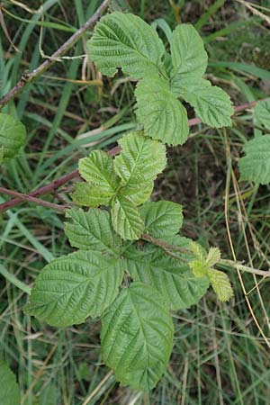 Rubus servaticus ? \ Dickicht-Haselblatt-Brombeere, D Delbrück 29.7.2020