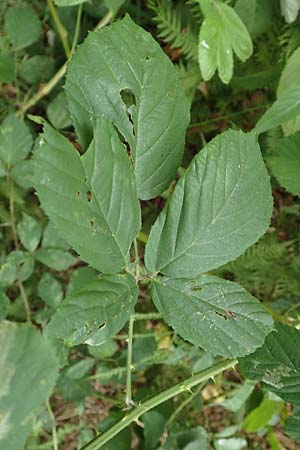 Rubus sprengelii \ Sprengels Brombeere / Sprengel's Bramble, D Odenwald, Hammelbach 27.8.2020