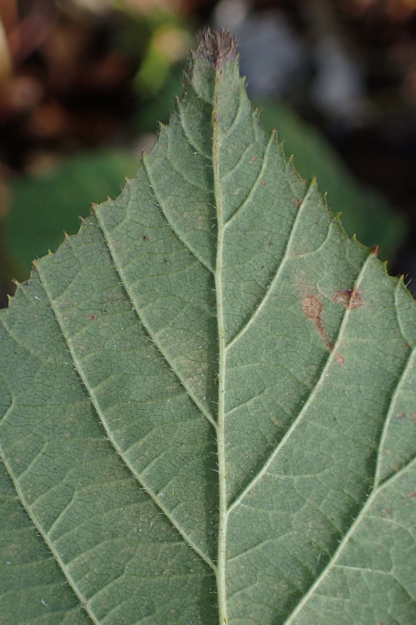 Rubus subcordatus \ Herzähnliche Brombeere / Heart-Leaved Bramble, D Brensbach 10.10.2020