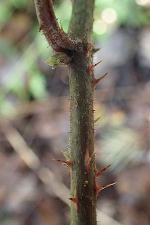 Rubus subcordatus \ Herzhnliche Brombeere / Heart-Leaved Bramble, D Brensbach 10.10.2020