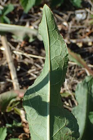 Rumex stenophyllus \ Schmalblttriger Ampfer / Narrowleaf Dock, D Mannheim 10.9.2023