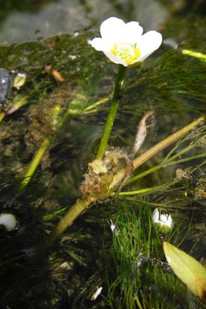 Ranunculus trichophyllus ? \ Haarblättriger Wasser-Hahnenfuß / Thread-Leaved Water Crowfoot, D Ulm 2.6.2015